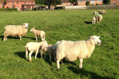 Exlana ewe with Charmoise lambs "6-7 weeks old, 17-19 kgs for the twins 20-24 for the singles" on grass alone from J. McNulty