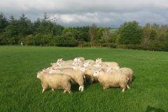 Easter born Charmoise cross lambs from T. Lloyd off to Cardigan market in August. Average 41kg, grass fed from Lleyn ewes.