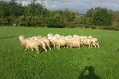 Easter born Charmoise cross lambs from T. Lloyd off to Cardigan market in August. Average 41kg, grass fed from Lleyn ewes.